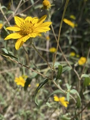 Hymenothrix dissecta