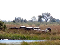 Hippopotamus amphibius
