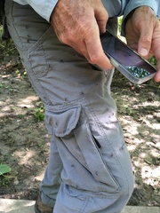 Psorophora longipalpus