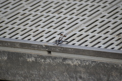 Libellula forensis
