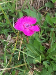 Dianthus seguieri
