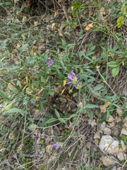 Bituminaria bituminosa