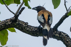 Dendrocitta vagabunda