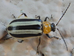 Acalymma trivittatum