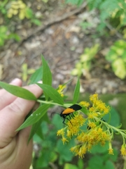 Lycomorpha pholus