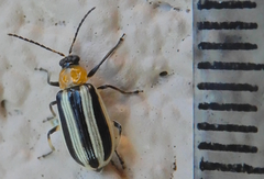 Acalymma trivittatum