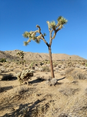Yucca brevifolia
