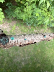 Chlorociboria aeruginascens