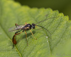 Campopleginae