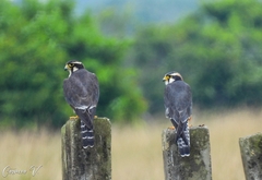 Falco femoralis
