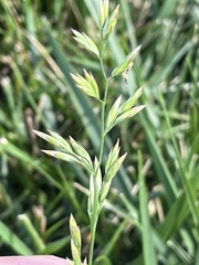 Poa pratensis
