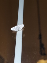 Idaea tacturata