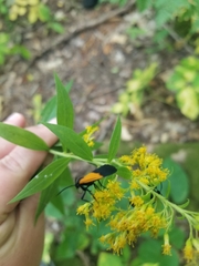 Lycomorpha pholus