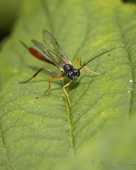 Campopleginae