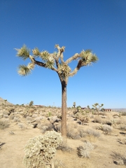 Yucca brevifolia