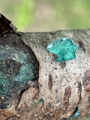 Chlorociboria aeruginascens