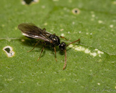 Myrmecina