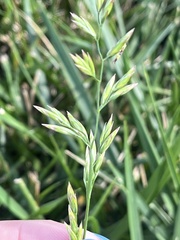 Poa pratensis
