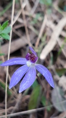 Cyanicula caerulea