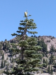 Abies concolor