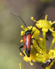 Stenurella bifasciata