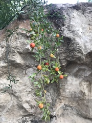 Osyris alba