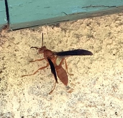 Polistes rubiginosus