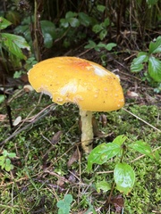 Amanita muscaria guessowii