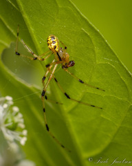 Phylloneta pictipes