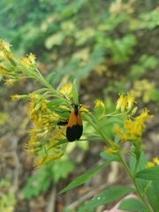 Lycomorpha pholus