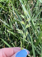 Poa pratensis