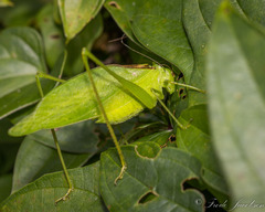 Amblycorypha