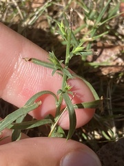Symphyotrichum dumosum