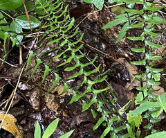 Asplenium platyneuron
