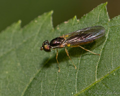 Sargus decorus