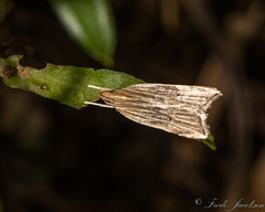 Helcystogramma hystricella