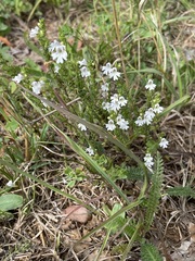 Euphrasia stricta