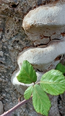 Phellinus pomaceus