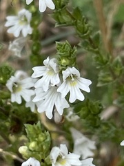 Euphrasia stricta