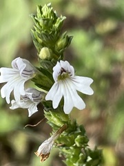 Euphrasia stricta