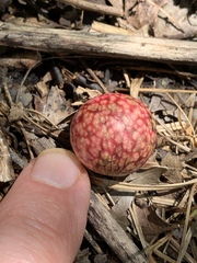 Amphibolips quercusjuglans