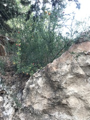 Osyris alba