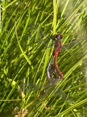 Sympetrum internum