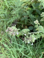 Nepeta cataria