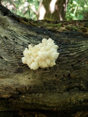 Hericium americanum