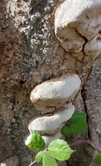 Phellinus pomaceus