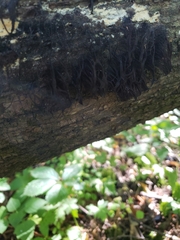 Stemonitis splendens