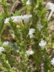 Euphrasia stricta