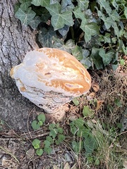 Pseudoinonotus dryadeus