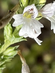 Euphrasia stricta